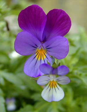 Viola tricolor